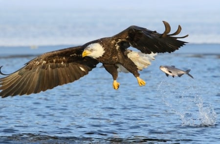 Eagle Fish - Eagle, animal, ocean, fish