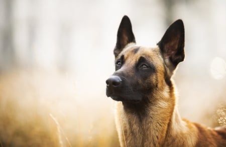 German Shepard - shepard, german, woof, dog