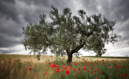 Tree - field, sky, tree, nature