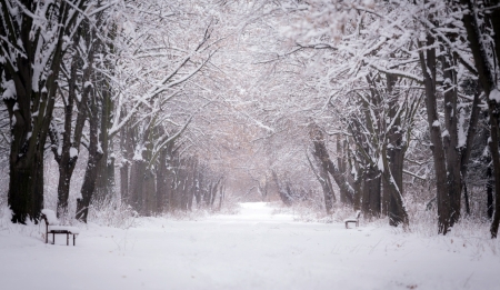 Winter - tre, snow, Winter, nature