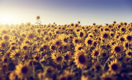 Sunflower - tre, Sunflower, flower, nature