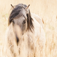 Wild Horse