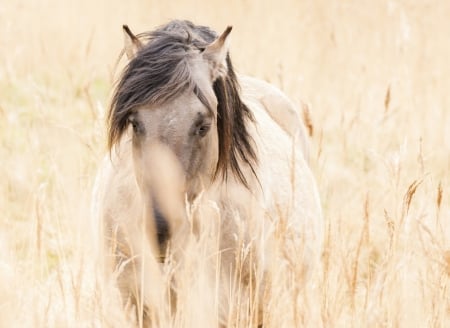 Wild Horse - stallion, Wild, nature, horse