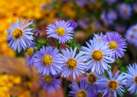 Purple Love - flower, purple, beautiful, garden