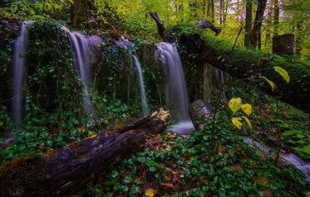 Forest Waterfall - waterfall, tree, forest, nature