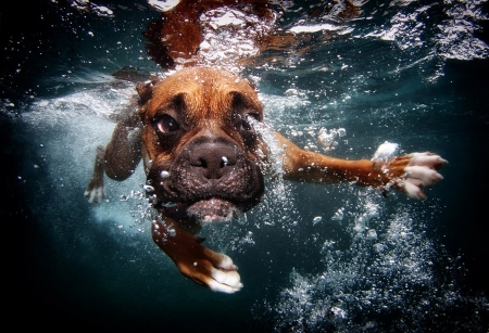 Funny face - animal, funny, caine, bubbles, puppy, dog, underwater