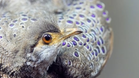 Peacock - close-up, bird, pasare, peacock