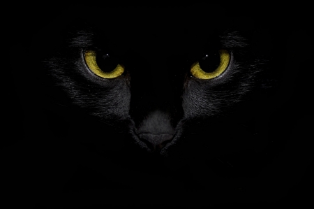 Cat eyes - yellow, cat, eyes, black, pisica