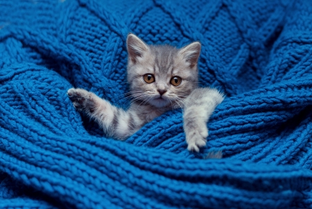 Nap time - pisica, funny, cute, kitten, cat, blue