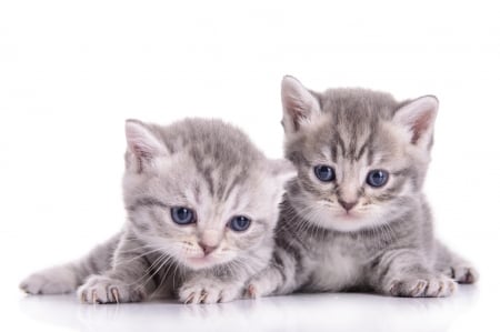 Kittens - white, pisica, animal, cute, kitten, cat, sweet, couple