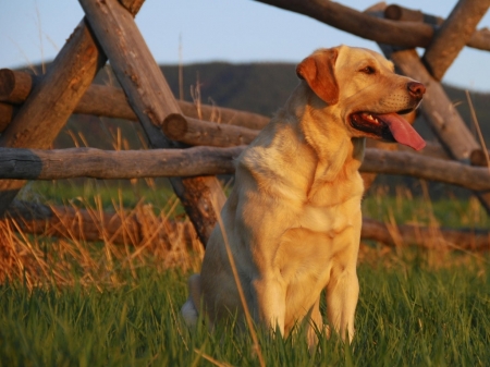 labrador love - lab, cuteness, cute, dog, fence, labrador