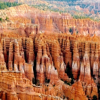 Stone Forest