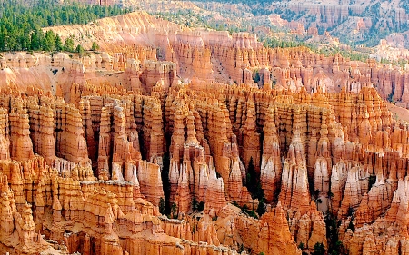 Stone Forest - scenic, forest, national park, utah, hoo doo