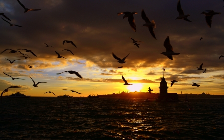 Ocean Sunset,Istanbul - nature, ocean, clouds, sunset, birds