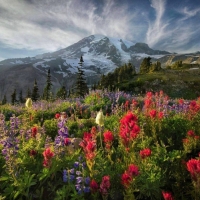 Flowery Mountain