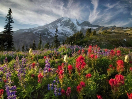 Flowery Mountain - flowers, clouds, trees, nature, meadow, mountain