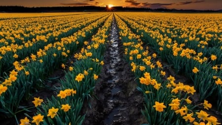 Sunset Over the Flowers Field - flowers, clouds, sunset, nature, yellow, field, sky