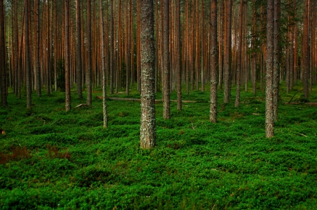 Forest - trees, nature, wood, Forest, grass, wild