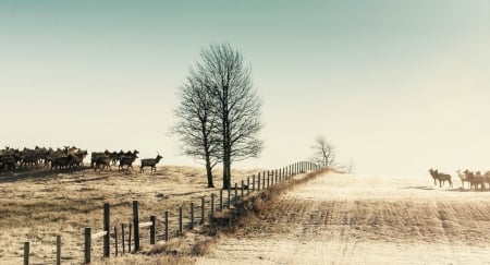 Elk - field, elk, tree, animal