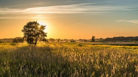 Field - Field, sunset, nature, grass, tree