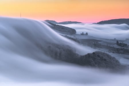 Fog - morning, fog, nature, tree