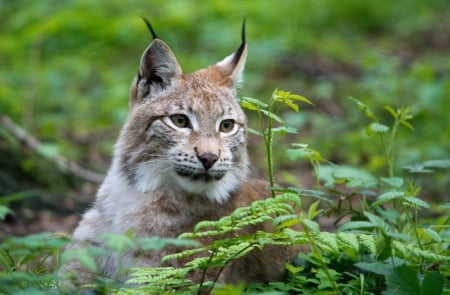 Lynx - cat, kitty, animal, lynx