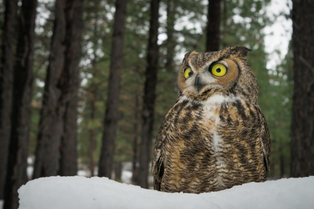 Owl - tree, animal, owl, bird