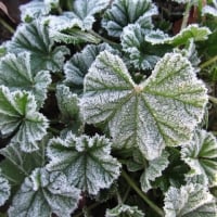 Frost Dusting