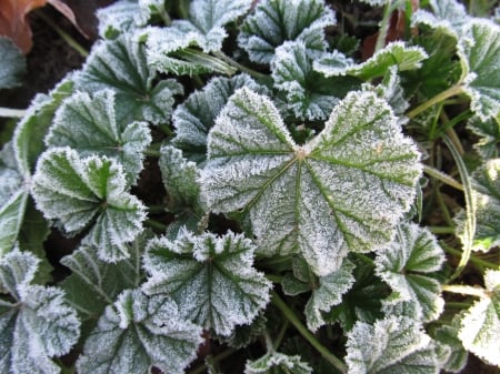 Frost Dusting - leaves, winter, foliage, frost