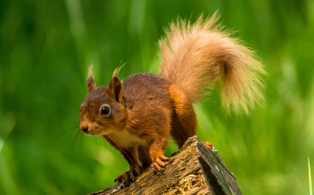 Squirrel - animal, Squirrel, tail, brown