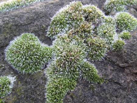 Frosty Moss - cold, frost, winter, plant, feezing