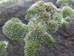 Frosty Moss