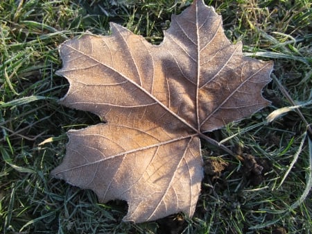 Fallen Leaf - cold, frost, winter, leaves, frozen