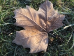 Fallen Leaf