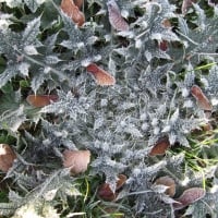 Spikey Frost