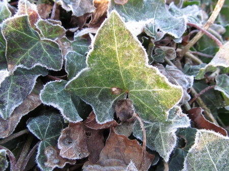 Frosty Ivy - cold, frost, winter, ivy, feeze, icey