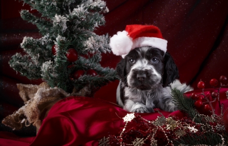 Christmas puppy - hat, dog, christmas, santa, white, craciun, red, cute, caine, puppy, spaniel