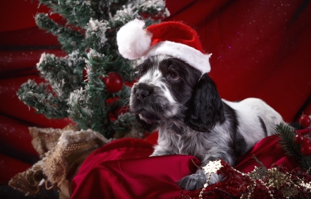 Christmas puppy - craciun, hat, puppy, christmas, white, santa, caine, spaniel, dog, red, cute