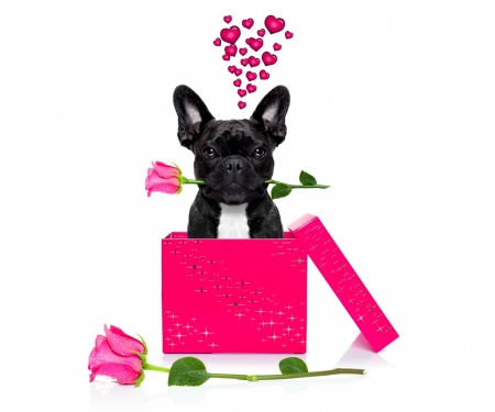 Happy Valentine's Day! - surprise, flower, rose, pink, black, caine, box, petals, valentine, heart, gift, dog