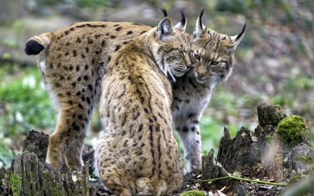 Lynx - animal, pair, paw, lynx