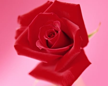 Red rose