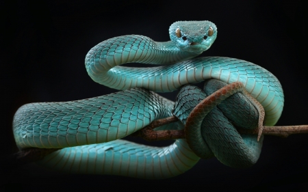 Snake - hisss, animal, Snake, venom