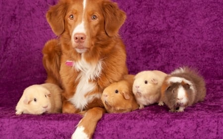 Dog with guinea pigs - animal, guinea, pigs, dog