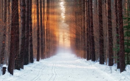 Winter - nature, forest, snow, winter, tree