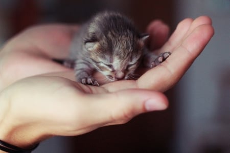 Precious - animal, pisica, hand, kitten, cute, cast, sweet