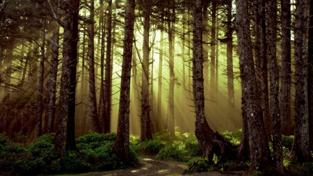 Morning in the Woods - trees, forest, woods, sunlight, dawn, sunrise, firefox persona theme