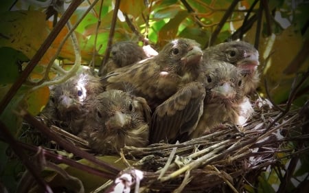 Springtime Chicks - tree, cute, nest, birds