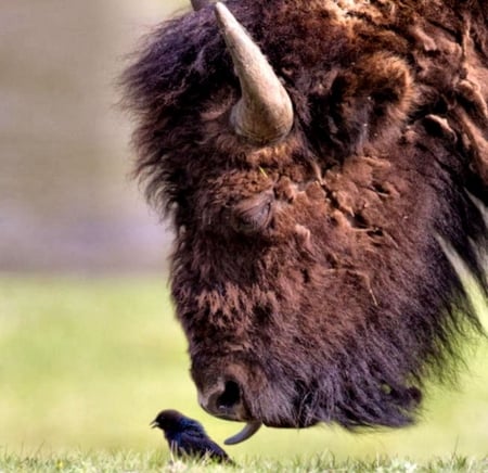 Bison Licking Cow Bird - wildlife, bison, cowbird, photography, beautiful, songbird, animal, photo