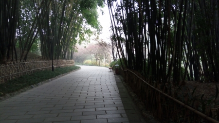 A Quite Path - nature, tranquility, green, park