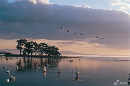 Asadokoro Coast - clouds, bird, scenery, coast, ocean, japan, nature, crane, japanese